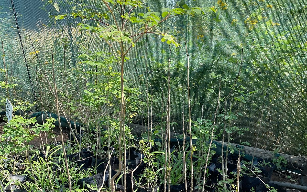 Young moringa seedlings in nursery pots